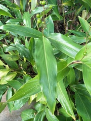 Alpinia intermedia