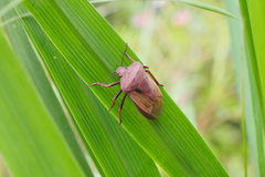 Chalcopis glandulosa