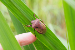 Chalcopis glandulosa