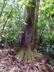 Ixonanthes reticulata