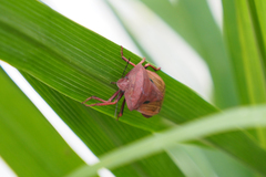 Chalcopis glandulosa