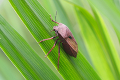 Chalcopis glandulosa