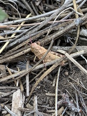 Trimerotropis fontana