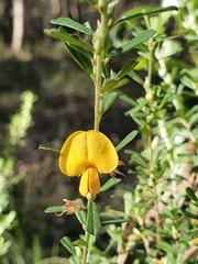 Pultenaea microphylla