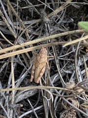 Trimerotropis fontana