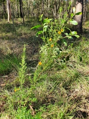 Pultenaea microphylla