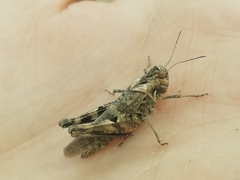 Celes variabilis