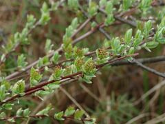 Salix myrtilloides