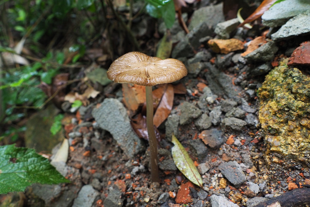 Oudemansiella bii
