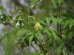 Sambucus sibirica