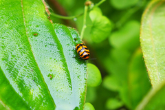 Cryptocephalus trifasciatus