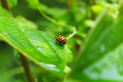 Cryptocephalus trifasciatus