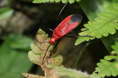 Dindymus sanguineus