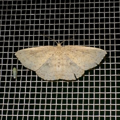 Cyclophora myrtaria