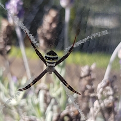 Argiope aetherea