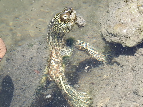 Texas Map Turtle