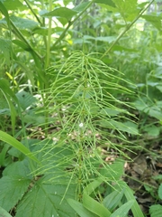 Equisetum pratense image