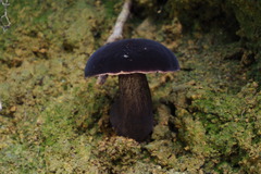 Tylopilus atroviolaceobrunneus