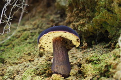 Tylopilus atroviolaceobrunneus