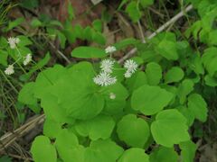 Thalictrum filamentosum