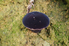 Tylopilus atroviolaceobrunneus