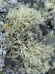 Ramalina subfarinacea