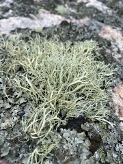 Ramalina subfarinacea