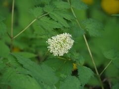 Actaea erythrocarpa