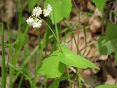Thalictrum filamentosum