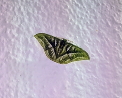 Mixochlora argentifusa