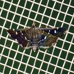 Diathrausta