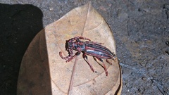 Pachylocerus