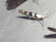 Argyresthia calliphanes