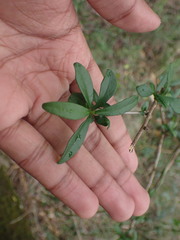 Plumbago auriculata