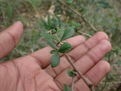 Plumbago auriculata