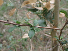 Plumbago auriculata