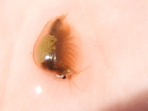 Limnadiidae