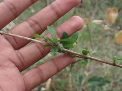 Plumbago auriculata