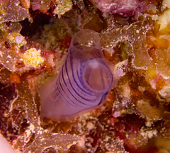 Rhopalaea