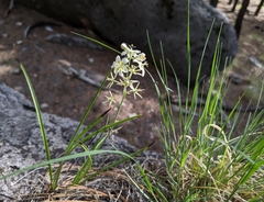 Anticlea elegans elegans