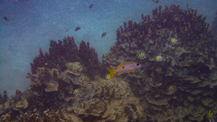 Lutjanus monostigma