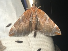 Eulithis molliculata