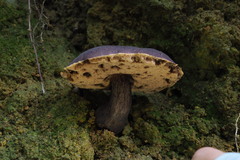 Tylopilus atroviolaceobrunneus