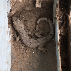 Hemidactylus mercatorius