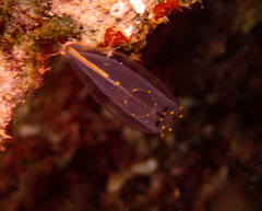 Rhopalaea
