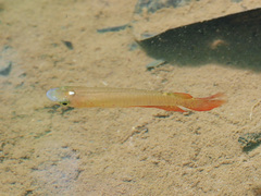 Aplocheilus lineatus
