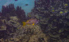 Lutjanus monostigma