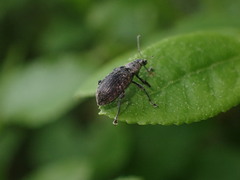 Polydrusus pilosus