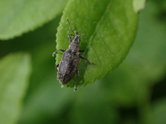 Polydrusus pilosus