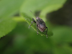 Polydrusus pilosus